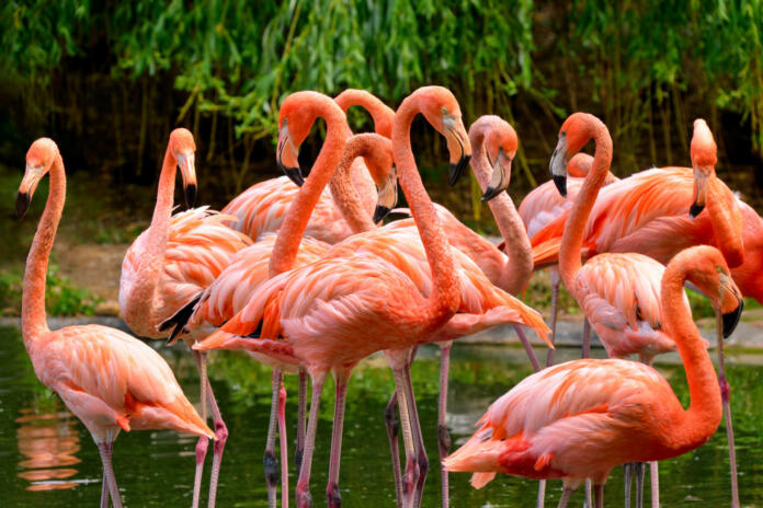 Group of red flamingos at the water, with green foliage in the background