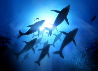 Ohlajanje oceanov je ustvarilo večje živali Humpback Whale Migration, A diver with a pod of humpback whales. Illustration