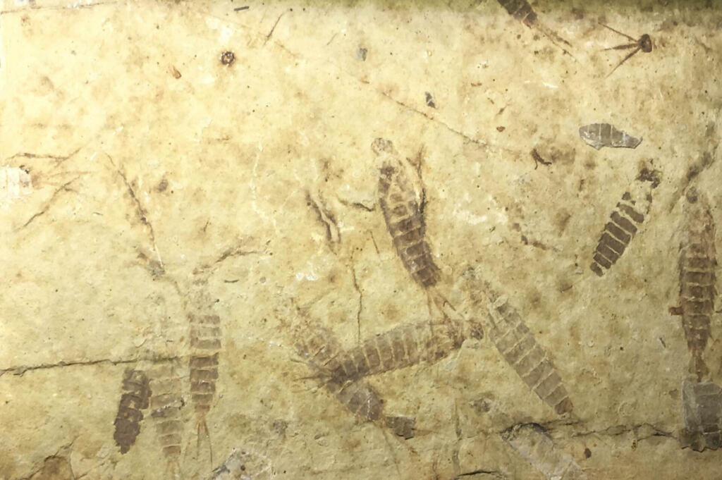 Insect fossil, Fossil of prehistoric animals, Fossil trilobite imprint in the sediment.for background and the rough texture.