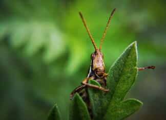 Kobilice lahko zavohajo rakave celice insect, grasshopper, bug