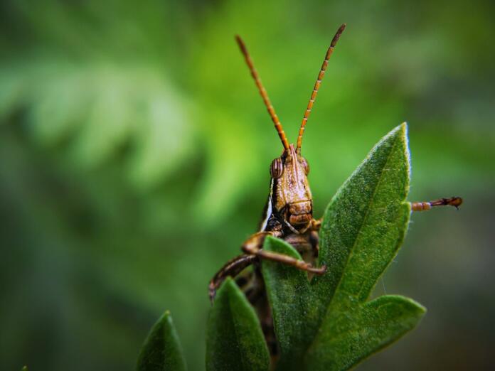 insect, grasshopper, bug