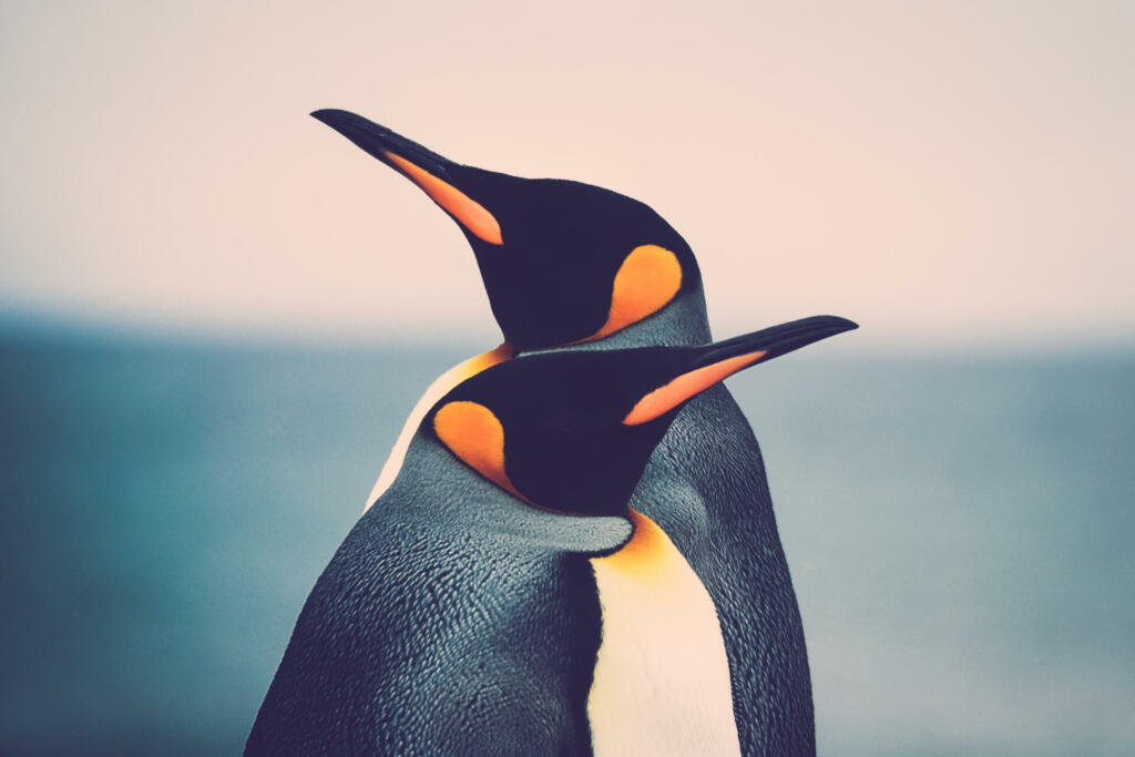 King Penguin couple (Aptenodytes patagonicus) standing in front of each other
