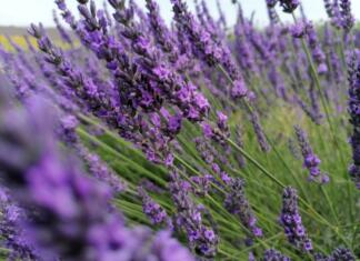 lavander, lavander field, french