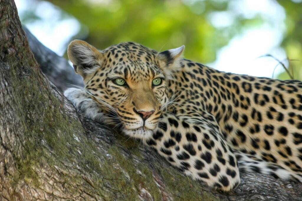 leopard, animal, safari