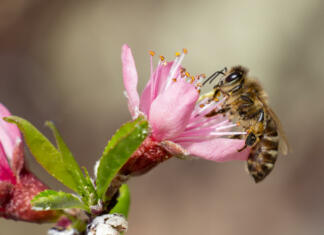 Znanstveniki odkrili mehaniko čebeljega leta Macro photo of a bee pollinates a pink peach tree flower. Flowering garden in spring