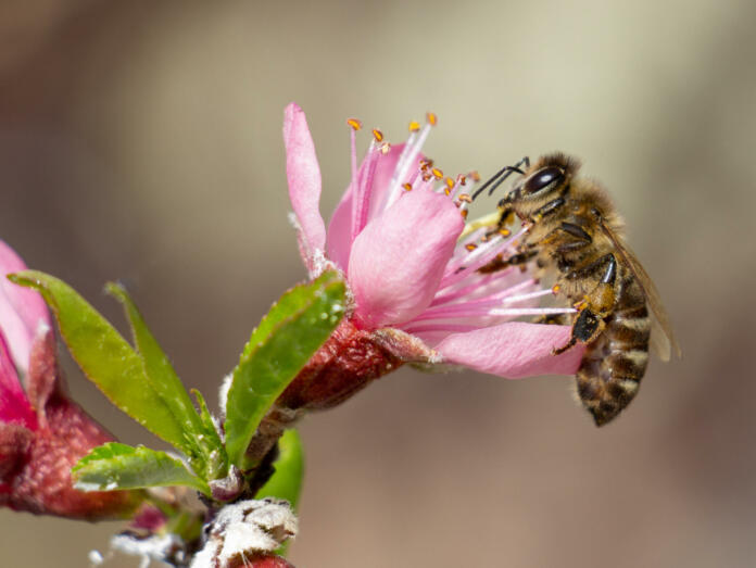 Macro photo of a bee pollinates a pink peach tree flower. Flowering garden in spring