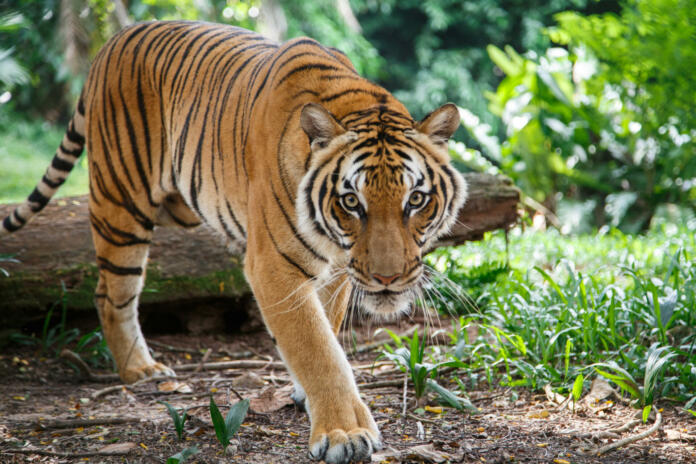 Malayan tiger in the natural background of a tropical forest of Malaysia is walking towards the camera and a viewer looking straight ahead