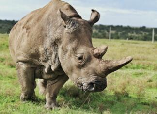 Izumrle živali v letu 2020 in tiste, ki bodo to postale v 2021 One of the last Northern White Rhinos on Earth
