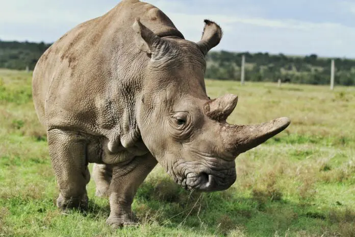 One of the last Northern White Rhinos on Earth