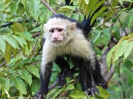 panamanian white-faced capuchin, white-faced capuchin, monkey