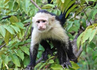 Opice živijo dlje v družbi samic panamanian white-faced capuchin, white-faced capuchin, monkey