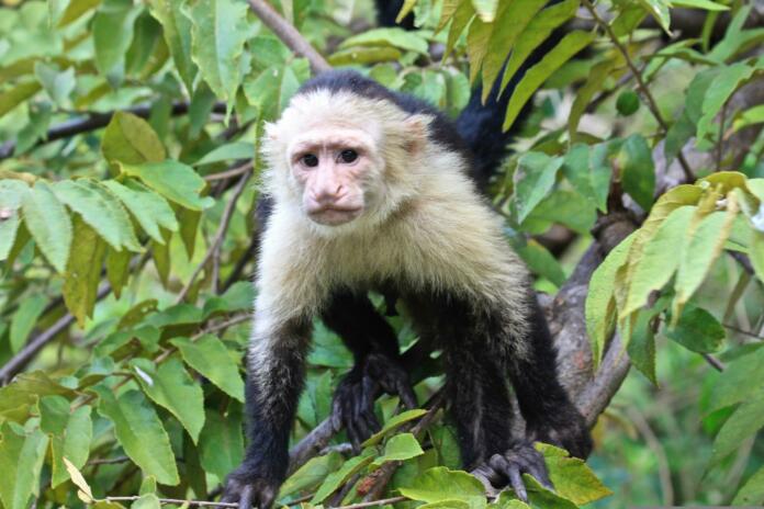 panamanian white-faced capuchin, white-faced capuchin, monkey