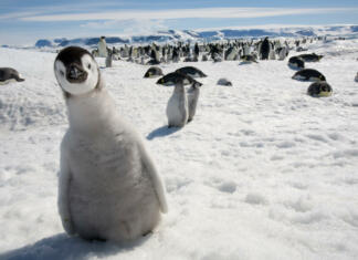 Nova raziskava razkriva: Pingvini driskajo več kot meter daleč penguins in antarctica