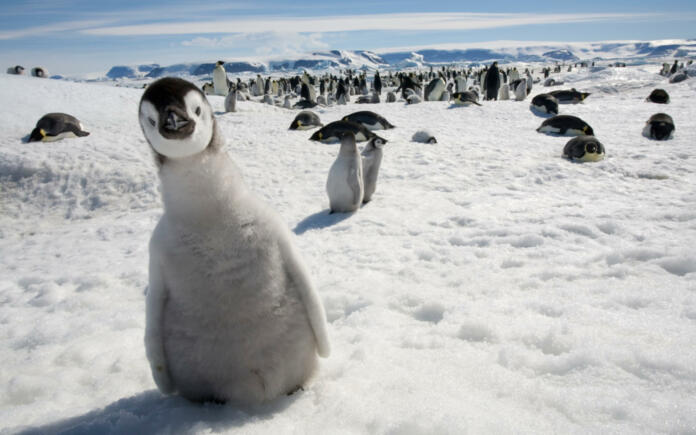 penguins in antarctica