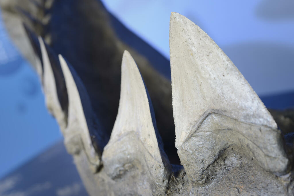 Reconstruction of teeth of the largest shark, Megalodon.