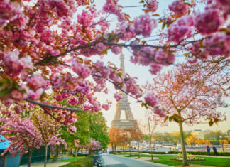 Obisk mesta luči Scenic view of the Eiffel tower with cherry blossom trees in full bloom in Paris, France