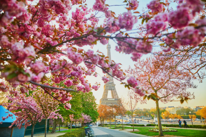 Scenic view of the Eiffel tower with cherry blossom trees in full bloom in Paris, France