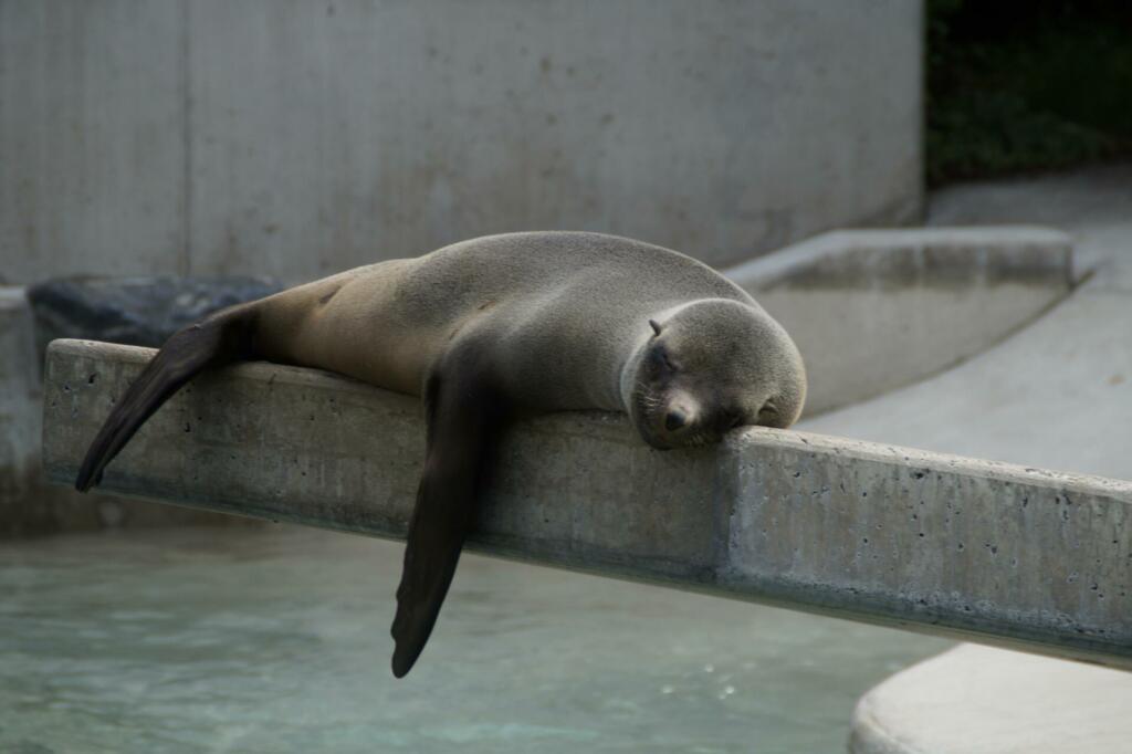 seal, lazing around, lazy