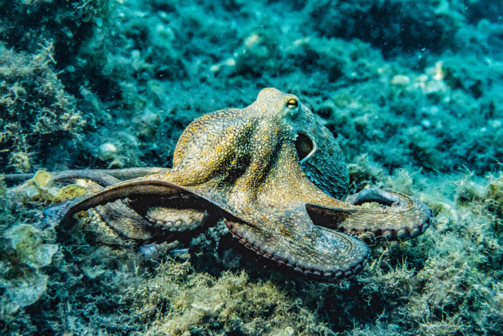 Selective focus photography of octopus