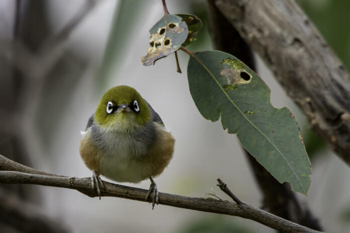 Silvereye (Zosterops lateralis)