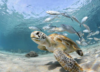 Top 10 najbolj neverjetnih fun factov o živalih Turtle looking to the camera, followed by some silver fish