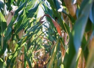 Uničevalci pridelkov se hitro širijo Two rows of corn grow side-by-side, forming a path / Taken with a Yashica MAT 124-G (While this photograph is available for free, donations are appreciated. You can send donations my way through PayPal: ashleyinguanta.donations@gmail.com.)
