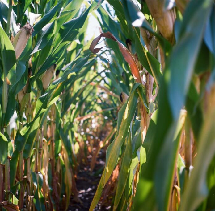 Two rows of corn grow side-by-side, forming a path / Taken with a Yashica MAT 124-G (While this photograph is available for free, donations are appreciated. You can send donations my way through PayPal: ashleyinguanta.donations@gmail.com.)