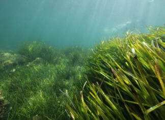 Neverjetno odkritje milijardo let starega fosila morske trave Two seagrass species of the Mediterranean Sea : Cymodocea nodosa and Posidonia oceanica