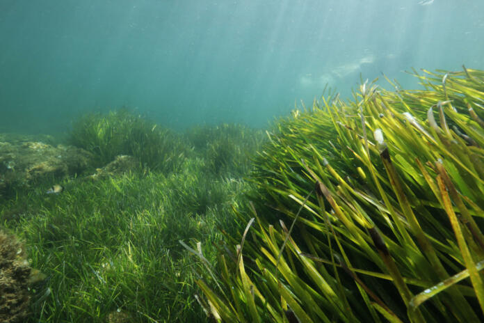 Two seagrass species of the Mediterranean Sea : Cymodocea nodosa and Posidonia oceanica