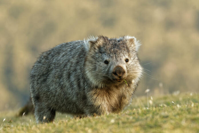 Vombatus ursinus - Common Wombat in the Tasmanian scenery, eating grass in the evening on the island near Tasmania.