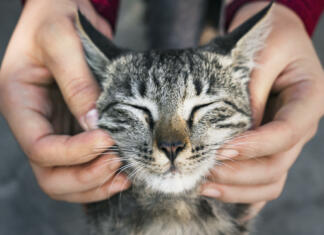 Mačje življenje je lahko tudi srečno in brez stresa Woman playing with a stray cat
