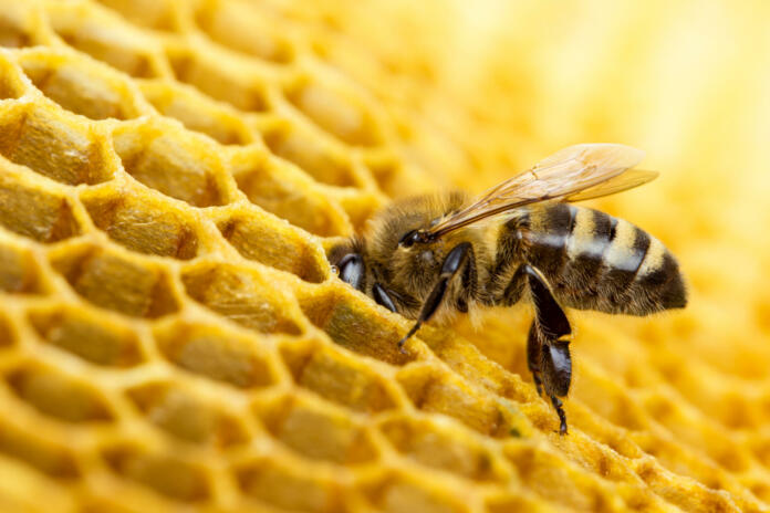 Working bees on honeycomb