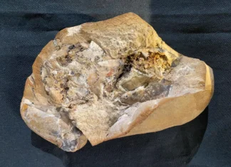 Najdeno najstarejše srce v zgodovini fosilizirano srce