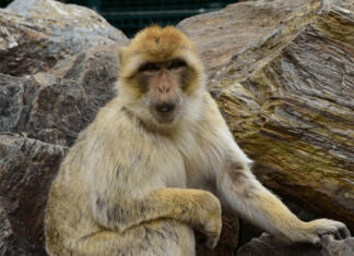 Živalski vrt Sikaluzoo čaka na tvoj obisk! Opica makak