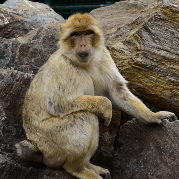 Opica makak