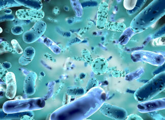 Speči mikrobi prebujeni po 100 milijonih let Bifidobacterium, bacterial strain3d illustration.