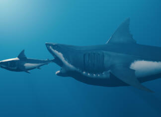 Orjaški Megalodon, kralj med morskimi psi Big fish eat small fish, Finance or law of nature. Horizontal composition no clipping path.