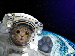 Cat astronaut in space on background of the globe. Elements of this image furnished by NASA