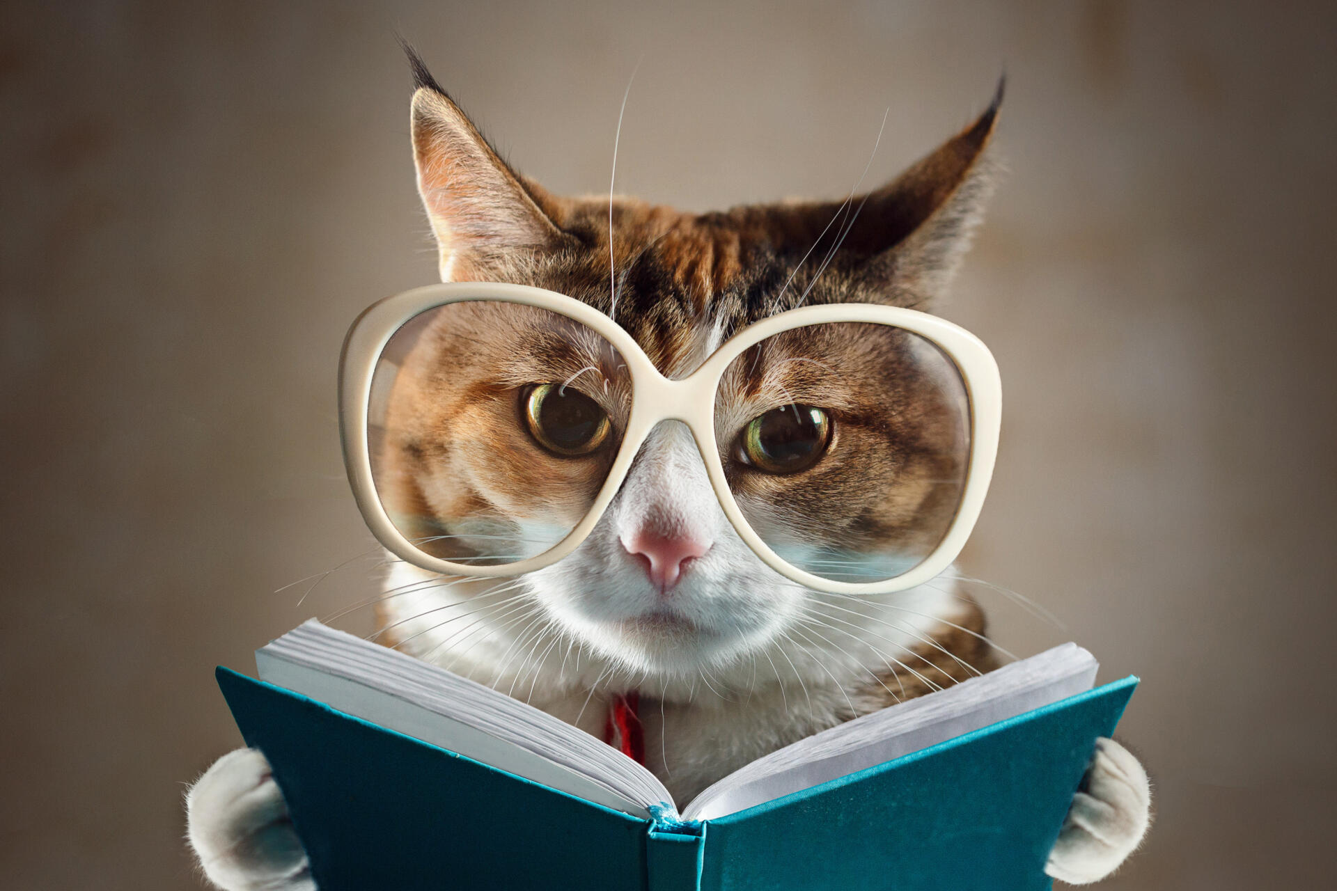 Cat in glasses holding a turquoise book and strictly looks into the camera. Concept of education, knowledge, etc.