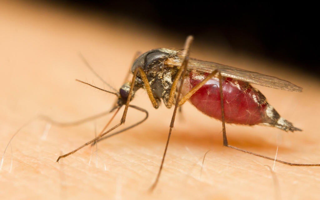 Close-up of a mosquito sucking blood