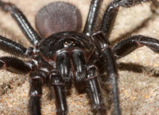 Najbolj nevarna bitja v Avstraliji Close up of Sydney funnel-web spider