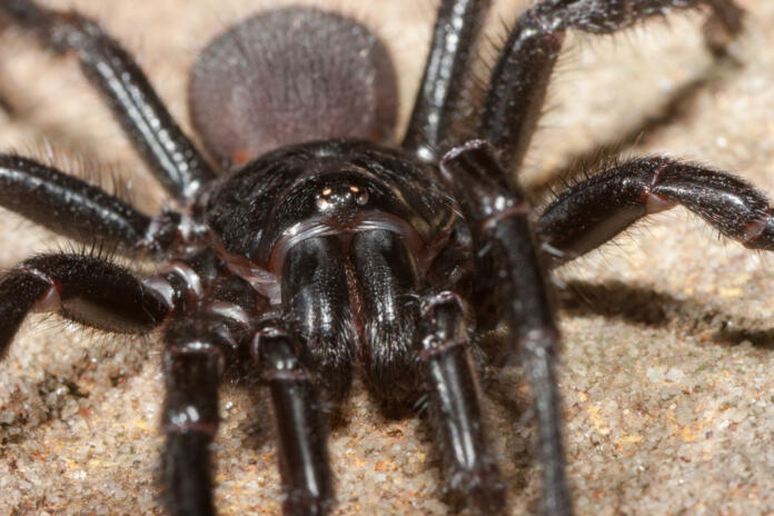 Close up of Sydney funnel-web spider