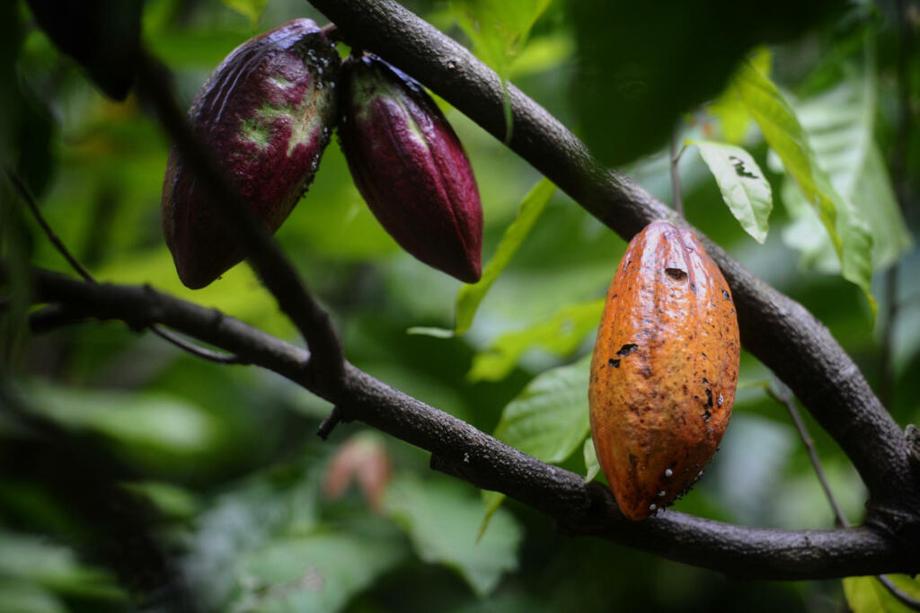 Cocoa beans can produce a variety of food, health and beauty products
