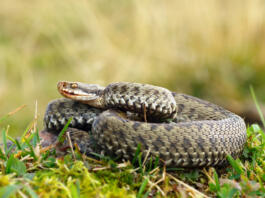 common european crossed viper basking on mountain meadow ( Vipera berus, female )