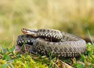 Kače common european crossed viper basking on mountain meadow ( Vipera berus, female )