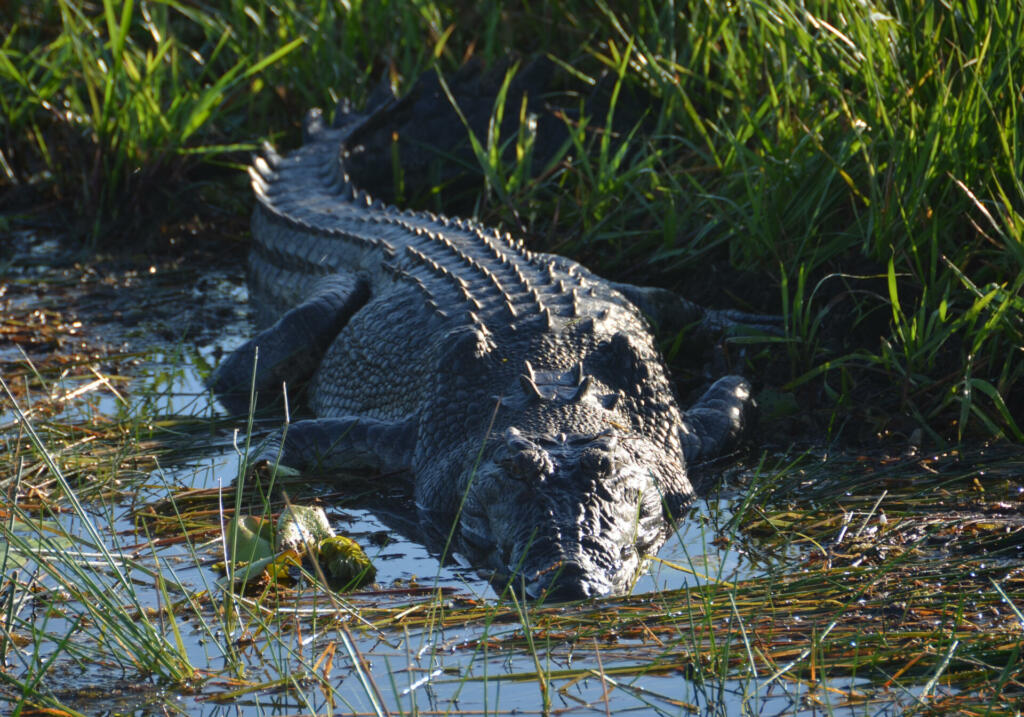 Darwin, Australia - July, 2015: A crocodile basks in the early morning sunlight beside a waterhole on the South Alligator River. Crocodile numbers have risen dramatically since they were fully protected from hunting in the 1970s.