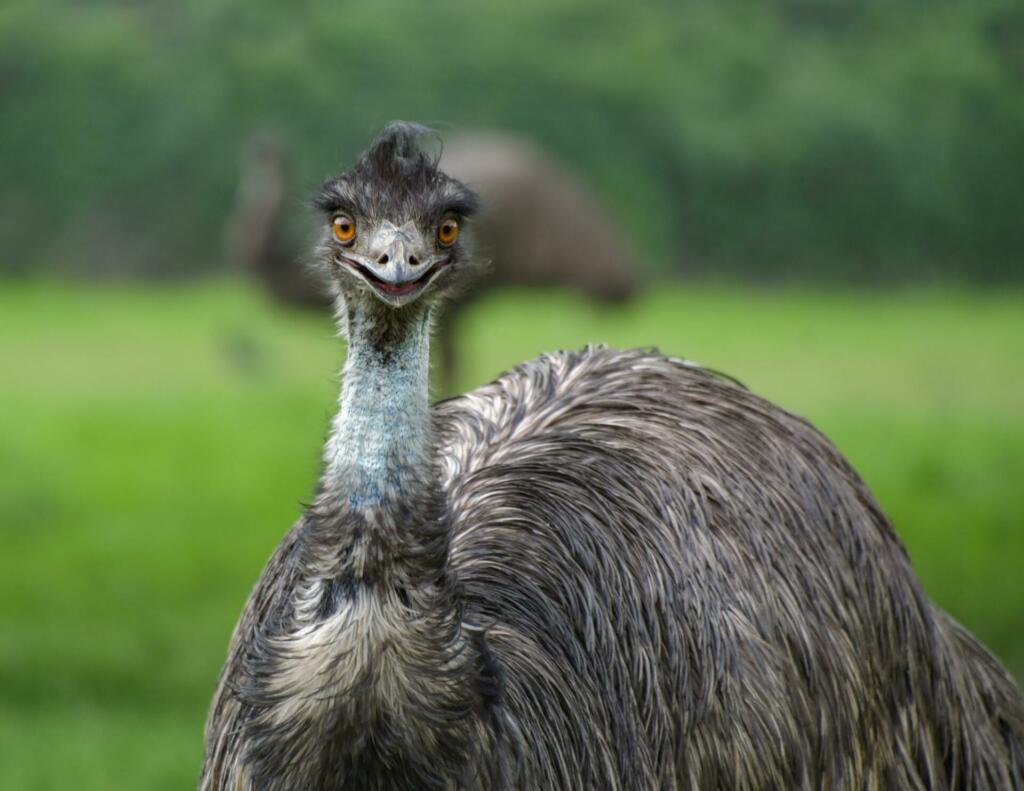 Velika ptica emu s sivim perjem stoji na travniku