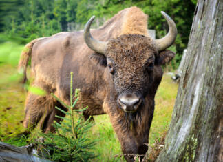 Divji bizon se vrača po več kot tisoč letih Evropski bizon