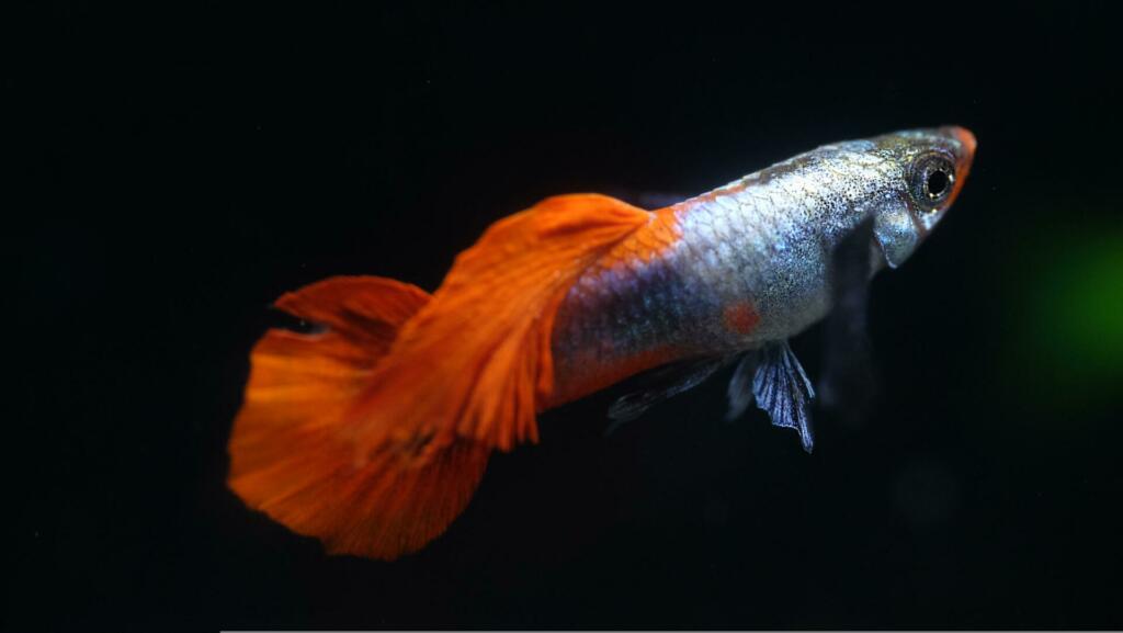 Srebrnomodra riba oranžnimi plavutmi