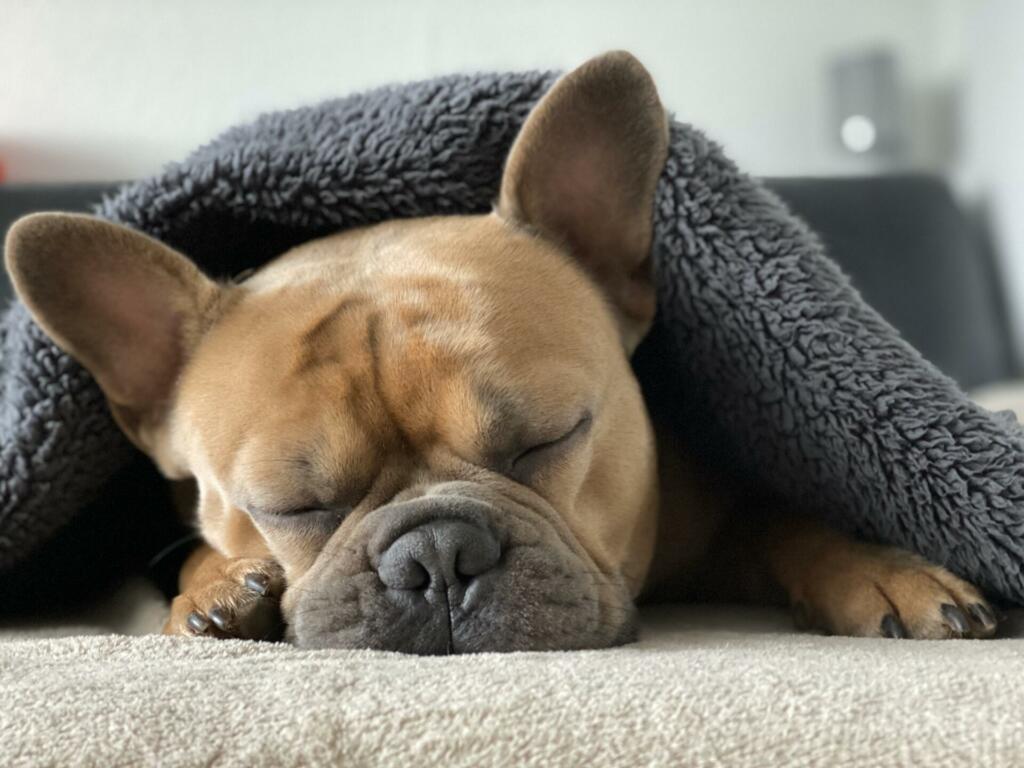 french bulldog, dog, pet